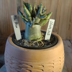 2609- 105-  The Alien