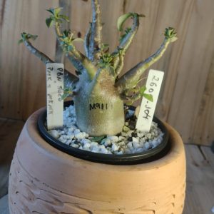 2609- 104- PBn soco × Pmk MkMk