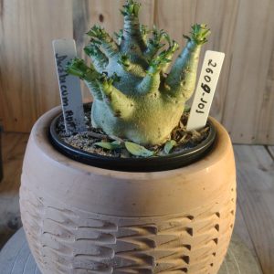 2609- 101- Arabicum RDF