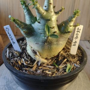 2609- 99- Dinossauro