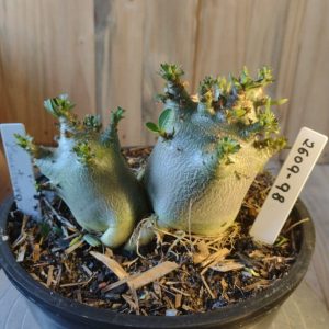 2609- 98- Minotauro Gêmeas