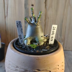 2609- 96- Now Sod DD