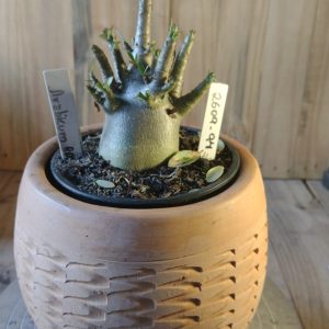 2609- 94- Arabicum RDF