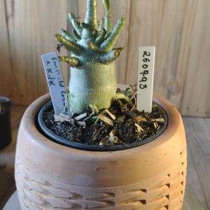 2609- 93- Esmerald Crown