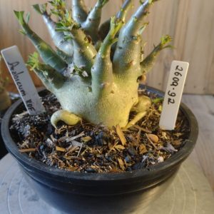 2609- 92-  Arabicum RDF