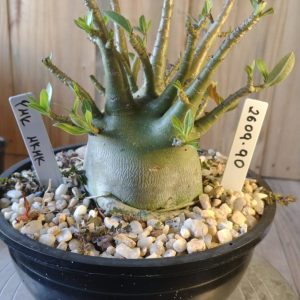 2609- 90- PMK X MKMK