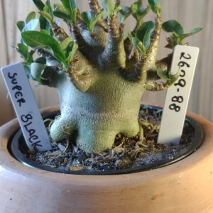 2609- 88- Super Black