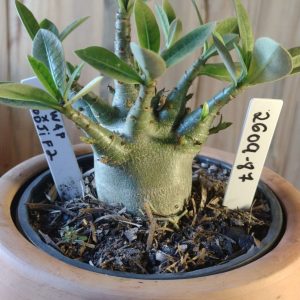 2609- 87- Dwaf × Godji