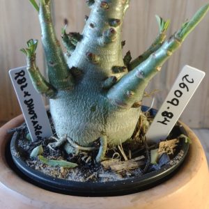 2609- 84- 84 RBL Dhofarense