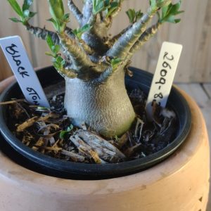 2609- 82- Black Stone