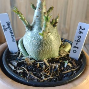 2609- 80- Dhofarense × Rbl