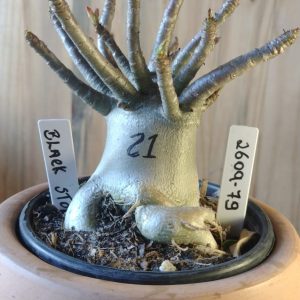 2609- 79- Black Stone