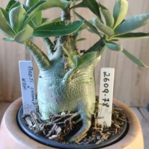 2609- 78- Godji ×Champ × Kdk