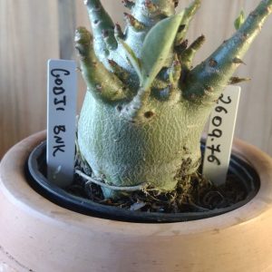 2609- 76- Godji x BNK