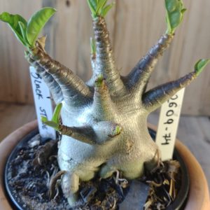 2609- 74- Black Stone