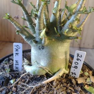 2609- 73- PMK X MkMk