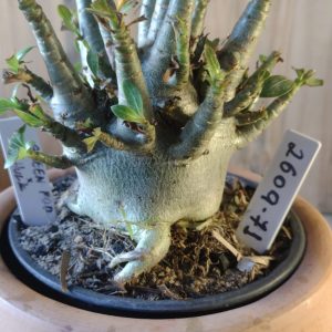 2609- 71-  Green Pod × Hulk