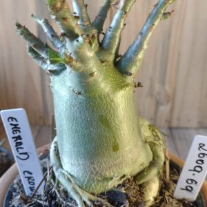 2609- 69- Emerald Crown