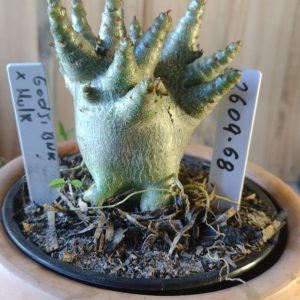 2609- 68- Godji Bnk × Hulk