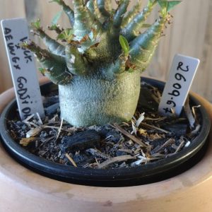 2609- 67- Hulk × Aeung × Godji