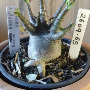 2609- 65-  Rambo × Aeung