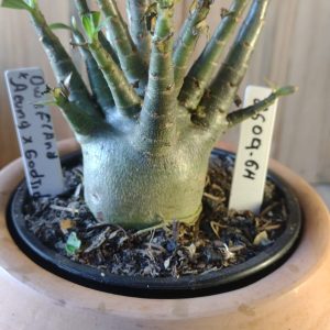 2609- 64-  Dwa × Aeung × Godji