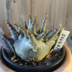 2609- 61- Dinossaur