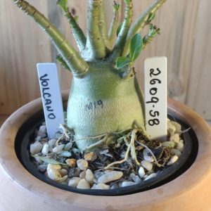 2609- 58 - Volcano