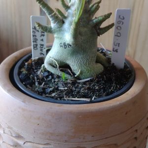 2609- 53- Hulk ×king Kong × Torpedo