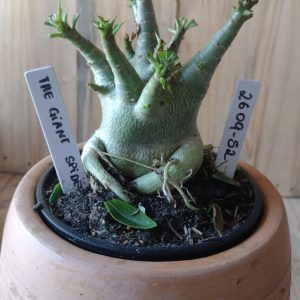 2609- 52- The Giant Spider