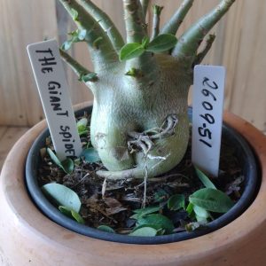 2609- 51- The Giant Spider