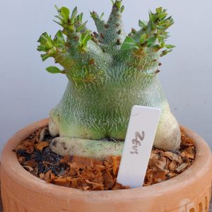 2709 2 Arabicum Zeus