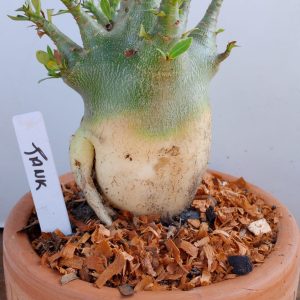 2709 3 Arabicum Tank