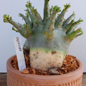 2709 6 Arabicum Overload