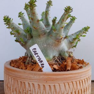 2709 7 Arabicum Cartepillar