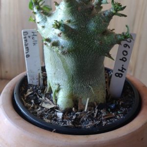 2609- 48- Hulk ×Dynamo