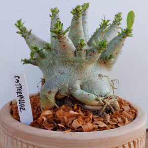 2709 4 Arabicum Cartepillar