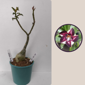 2609- 54 - Estrela Purpura