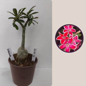 2609- 57 - Estrelinha