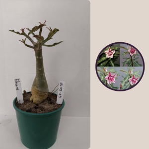 2609- 59 - Variegata Elegance