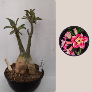 2609- 62 - Fantastic