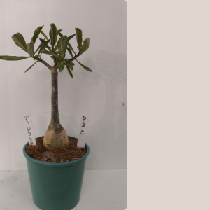 2609- 63 - Giant Japanese