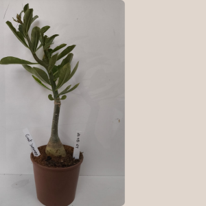 2609- 64 - Giant Japanese