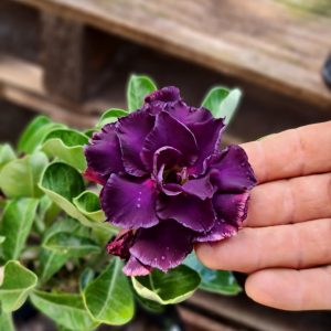 Baby - Rosa do Deserto Volúpia