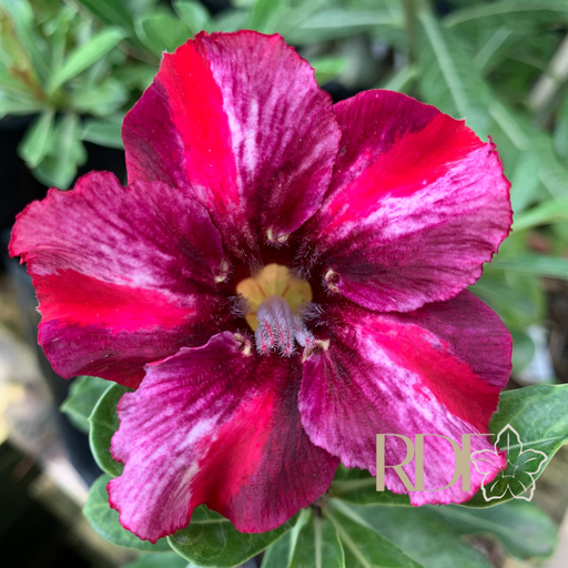 Baby - Rosa do Deserto Athennas - Imagem 3