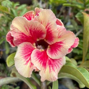 Baby - Rosa do Deserto Sweet Peach