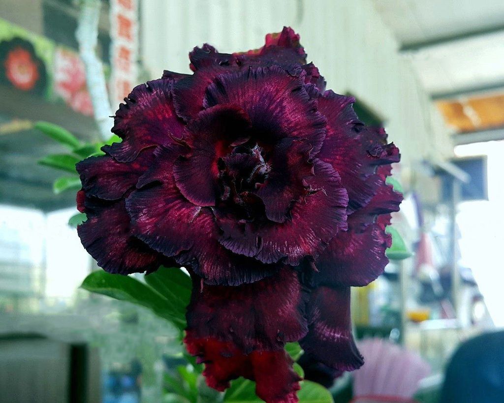 Baby - Rosa do Deserto Beauty Witch