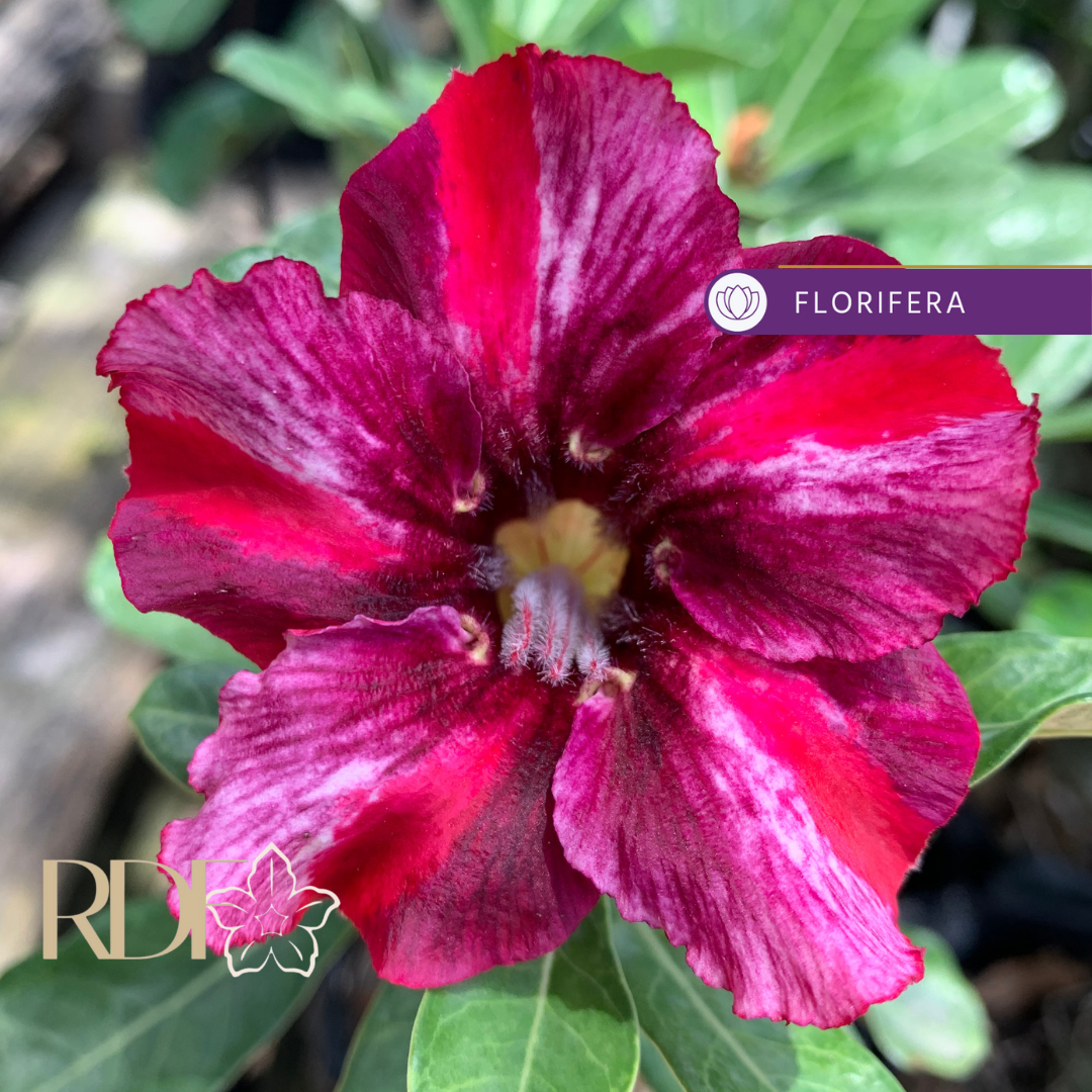 Baby - Rosa do Deserto Athennas