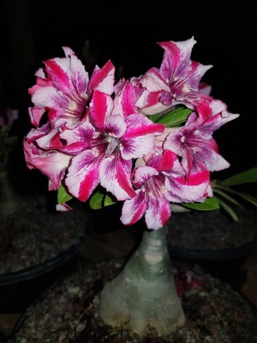 Baby - Rosa do Deserto Athennas - Imagem 2