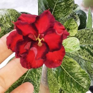 Rosa do Deserto variegata 500